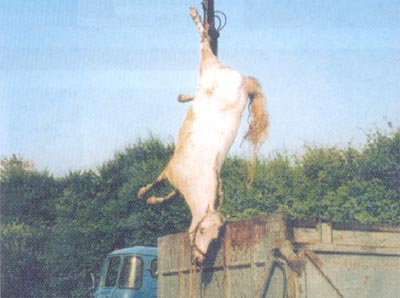 fot. Animals' Angels