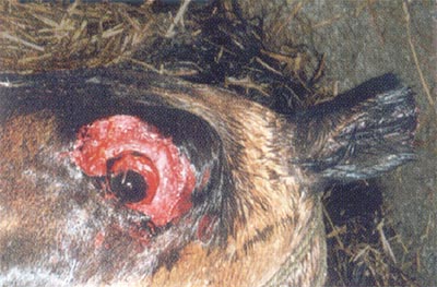 fot. Animals' Angels