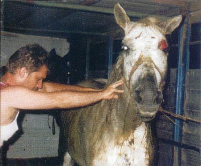 fot. Animals' Angels